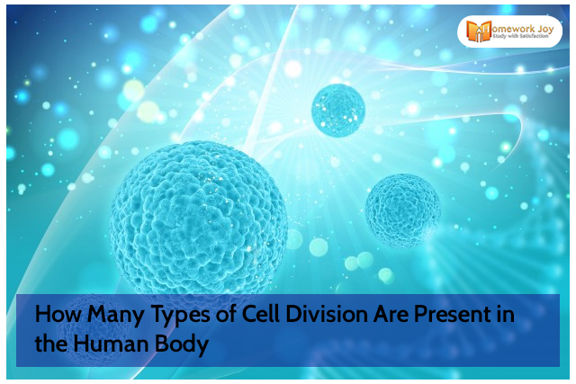 How Many Types of Cell Division Are Present in the Human Body