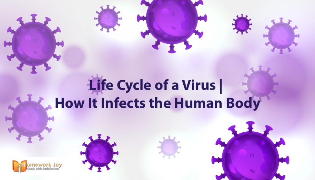Life Cycle of a Virus | How It Infects the Human Body