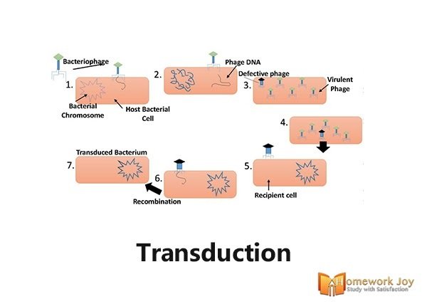 Transduction