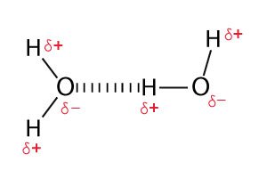 Hydrogen bonds and London Dispersion Forces