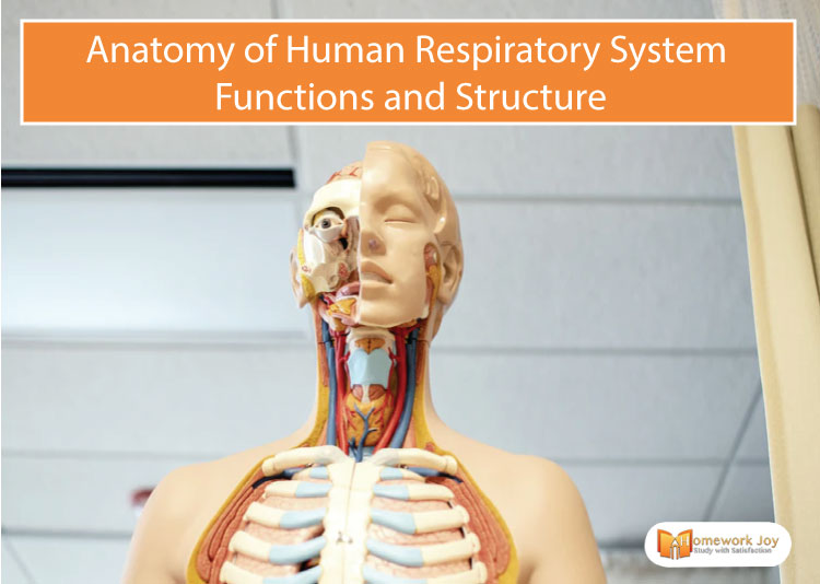 Anatomy of Human Respiratory System | Functions and Structure