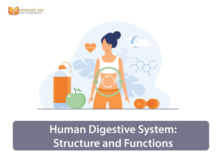 Human Digestive System Structure and Functions