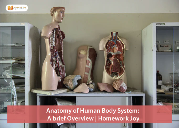 Anatomy of Human Body System A brief Overview