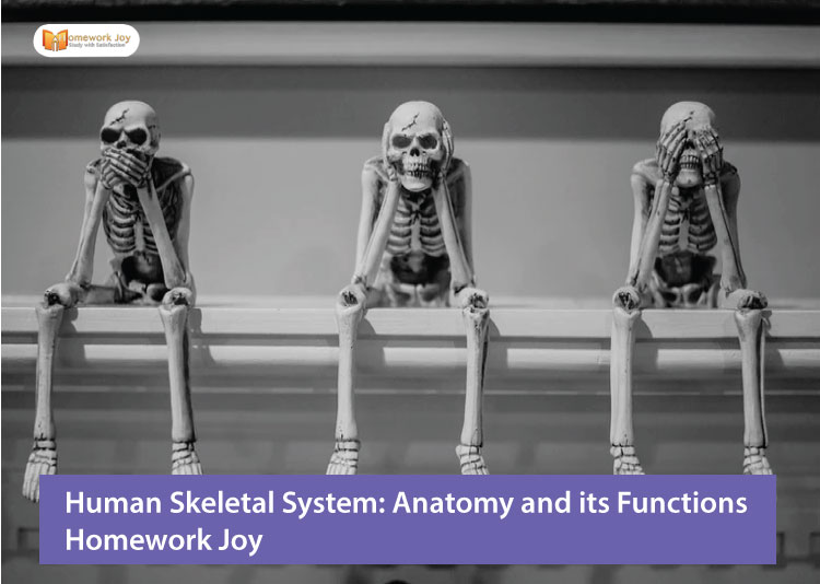 Human Skeletal System Anatomy and its Functions