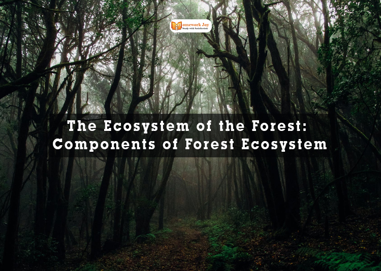 The Ecosystem of the Forest Components of Forest Ecosystem