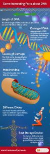 Some Interesting Facts about DNA