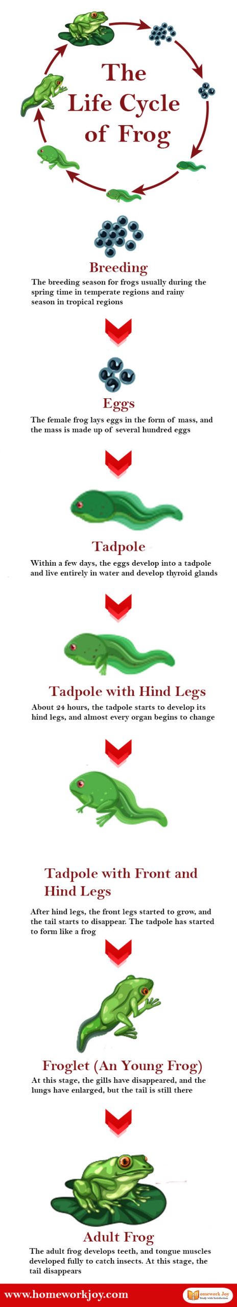 The life cycle of frog