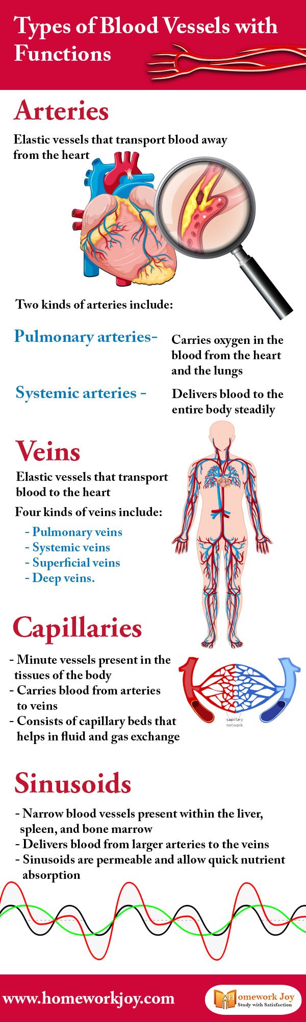 Types of Blood Vessels with Functions