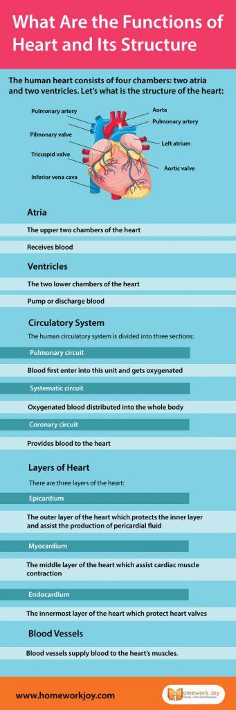 What Are the Functions of Heart and Its Structure