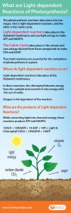 What are Light-dependent Reactions of Photosynthesis?