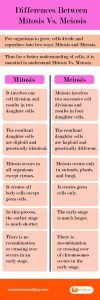 Differences Between Mitosis Vs. Meiosis-011