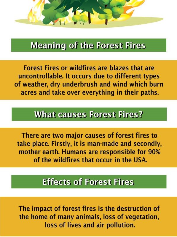 Forest Fires: Meaning, Causes, Effects and Solutions | Homework Joy