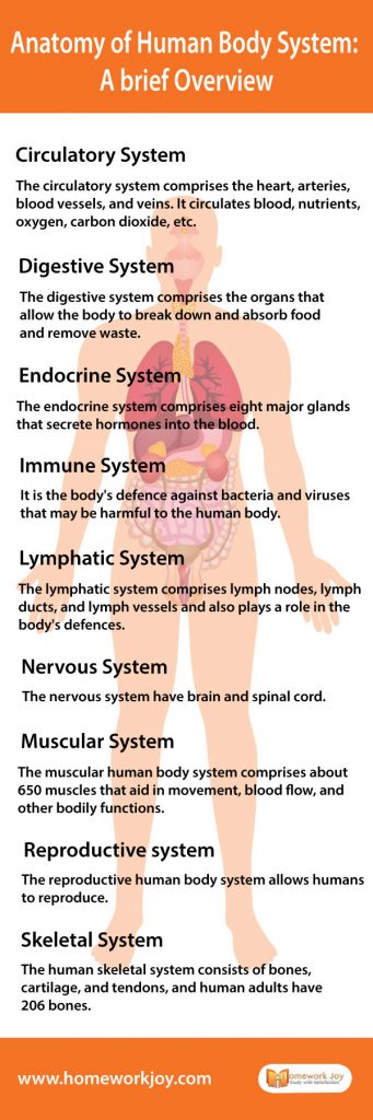 Anatomy of Human Body System: A brief Overview