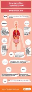 Structure of the Digestive System | Homework Joy
