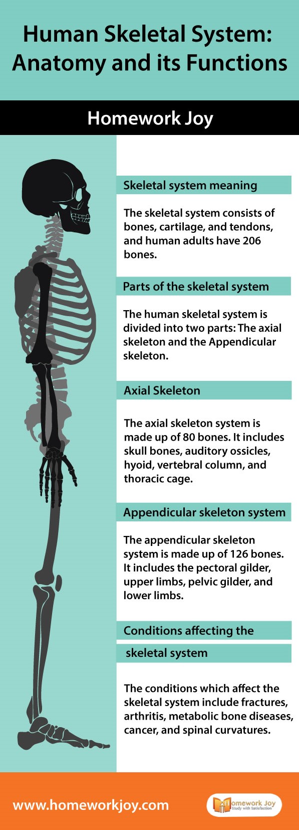 Human-Skeletal-System